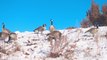 SONY 4K HDR TV Video - Winter Playful Geese & Ducks Frolicking iIn The Sun - Daily Nature Videos - Proxy+TV version