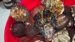 ostion almejas chocolata pata de mula marisco fresco recien pescado de acaponeta tepic nayarit