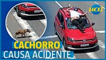 Motociclista bate em carro que parou para cachorro atravessar