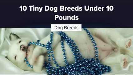 10 Tiny Dog Breeds Under 10 Pounds