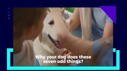 These 7 Odd Things Your Dog Does & Why?