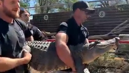 Alligator stolen as baby 20 years ago returned to Texas zoo