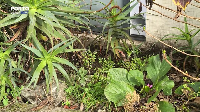 Mais de 100 pessoas moram em lojas e garagens em Braga