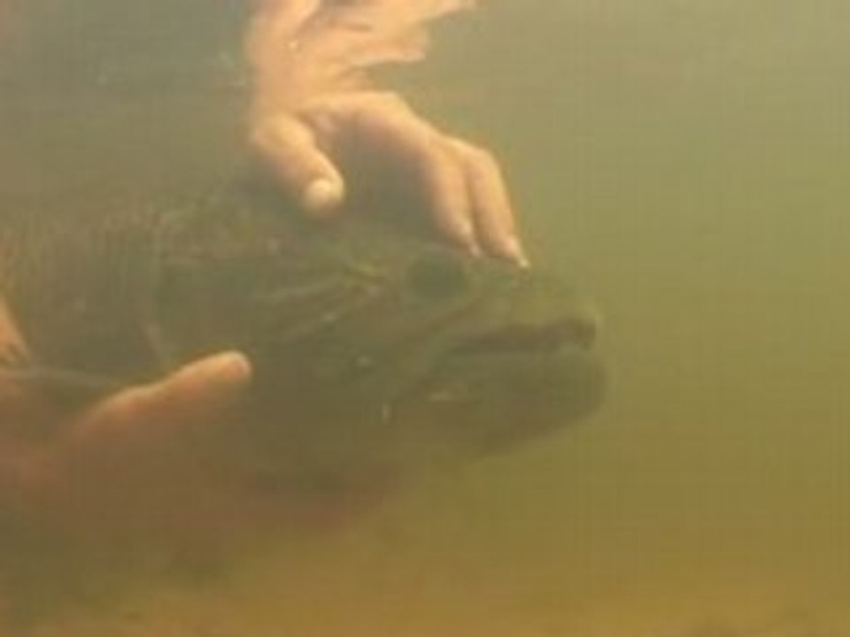PATRICK'S FISH