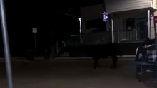 Cattle walk the main street of Omeo during Mountain Calf Sales | March 2023 | Stock & Land