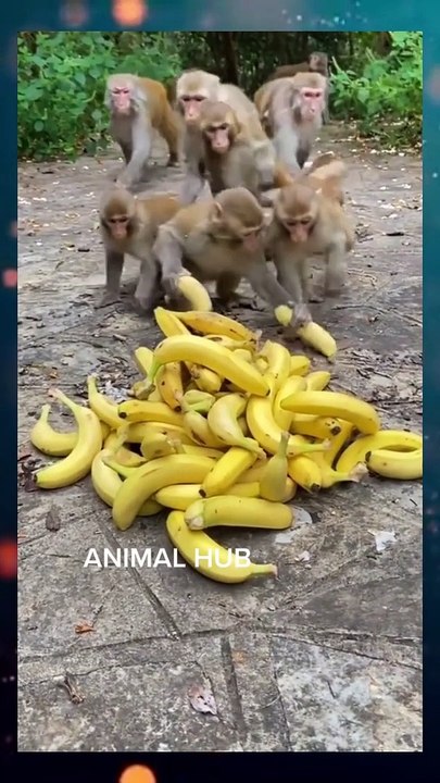 waoo Cute Monkey are eating Bananas.....Try Not To Laugh?....