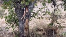 The Price Pay! The Hyena Fights Leopard To Steal Their Prey In A Blatant Way And Get A Bitter Ending