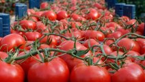 Tarım ve Orman Bakanlığı, çiftçilerin protestosunun ardından domates ihracatını kısıtlama kararını kaldırdı