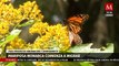 Mariposa monarca adelanta una semana su migración debido al cambio climático | Milenio Hábitat