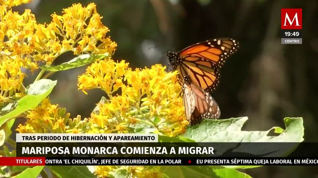 Mariposa monarca adelanta una semana su migración debido al cambio climático | Milenio Hábitat