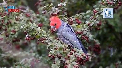 Gang-gang Cockatoo (Callocephalon fimbriatum) Nature is Amazing
