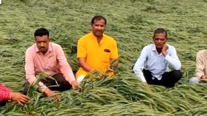 राजगढ़: मौसम की करवट ने बढ़ाई किसानों की चिंता, ओलावृष्टि से हुआ फसलों को नुकसान..