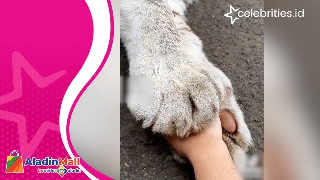 Tiara Andini Ditahan Harimau Putih Milik Alshad Ahmad