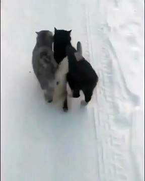 Besties snuggling together in the snow