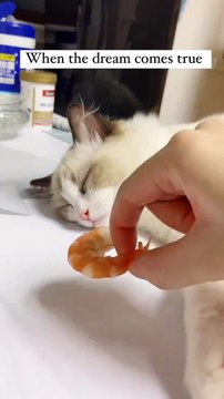 Le rêve de ce chat devient réalité... trop mignon