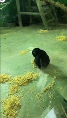 Ce petit singe qui joue est adorable