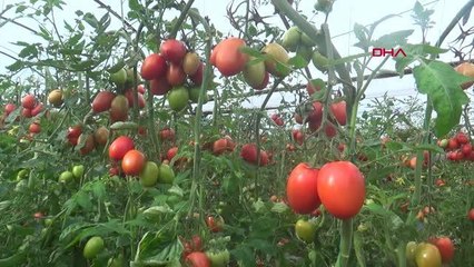 ANTALYA'DA DOMATES İHRACATINDA HAREKETLİLİK BAŞLADI