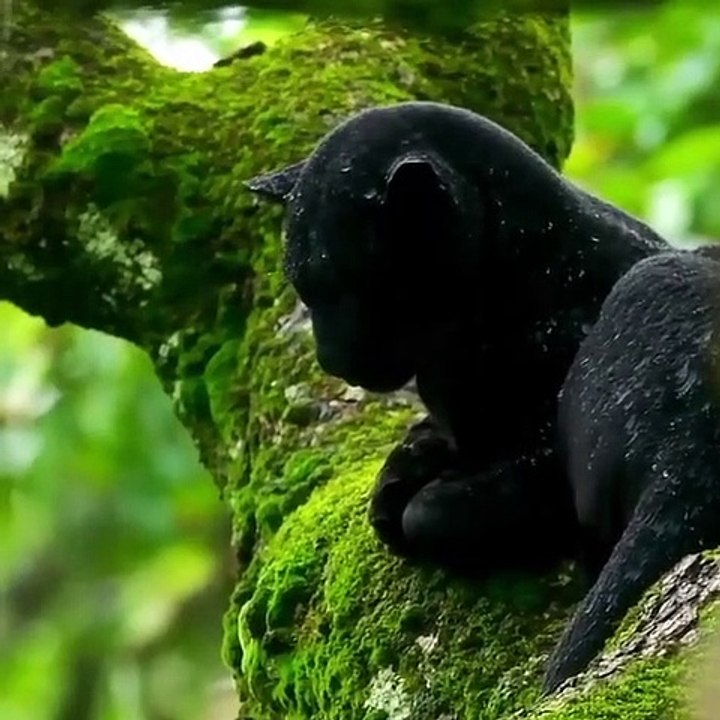 Panther in the Rain
