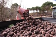 Türkiye'nin çam fıstığı deposu Bergama'da hasat zamanı