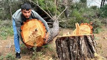 Yarım asırlık çam ağaçlarını kestiler