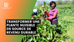 Burundi : Transformer une plante nuisible en source de revenu durable