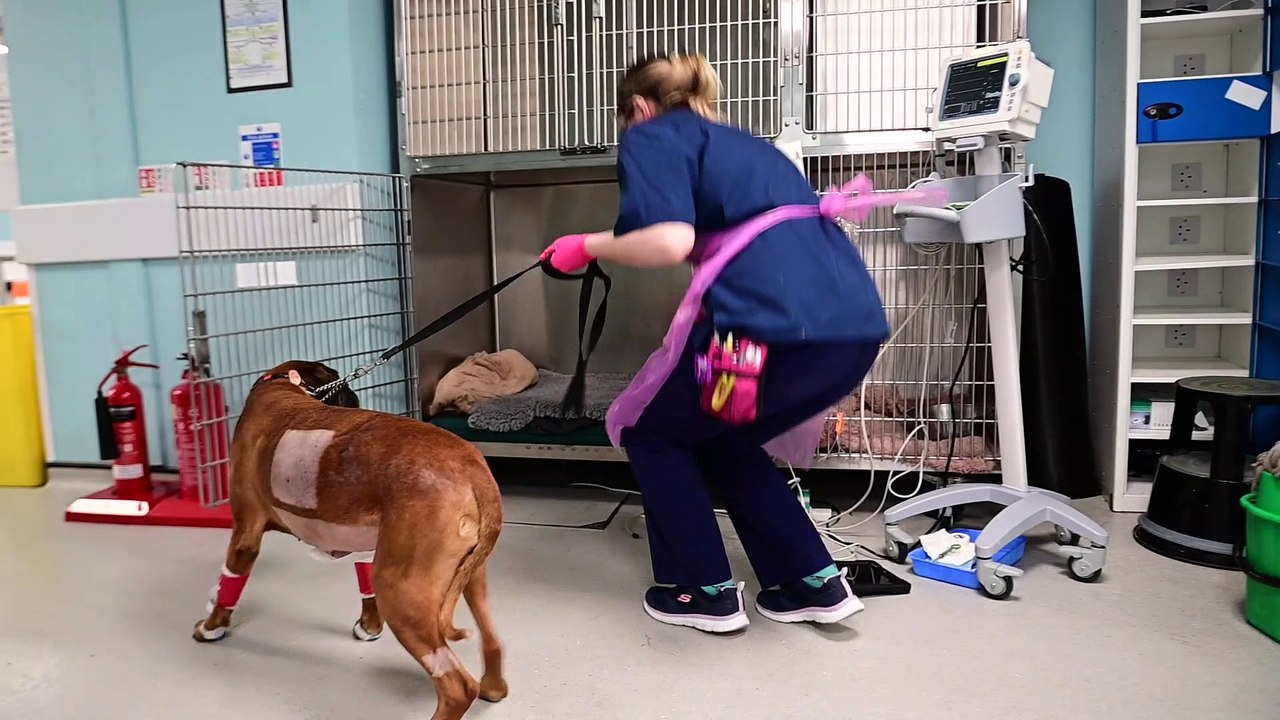 Watch - Vets Now Glasgow Pet Emergency Hospital