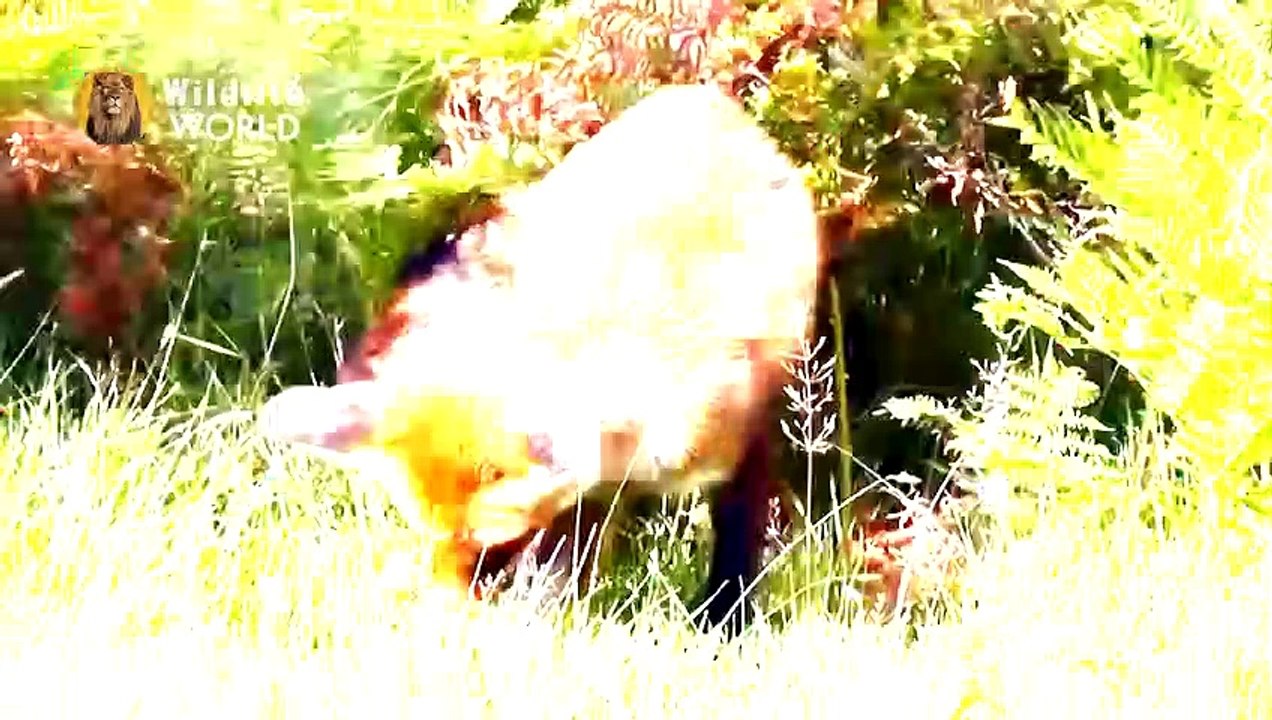 Eagles captures a Goat Amazing Raptors and Eagle Attacks Eagles vs Monkey, Fox and Snake