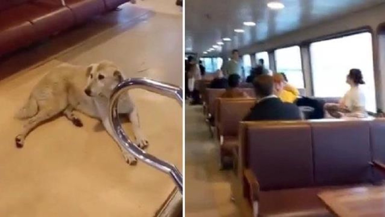 Kadıköy-Beşiktaş seferinde "köpek" gerginliği! Kaptan sefere başlamadı, yolcular isyan etti