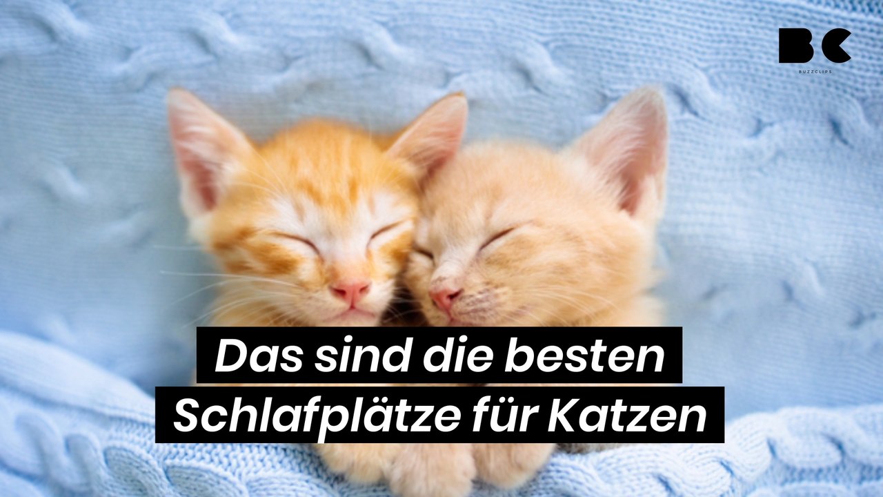 Das sind die besten Schlafplätze für Katzen