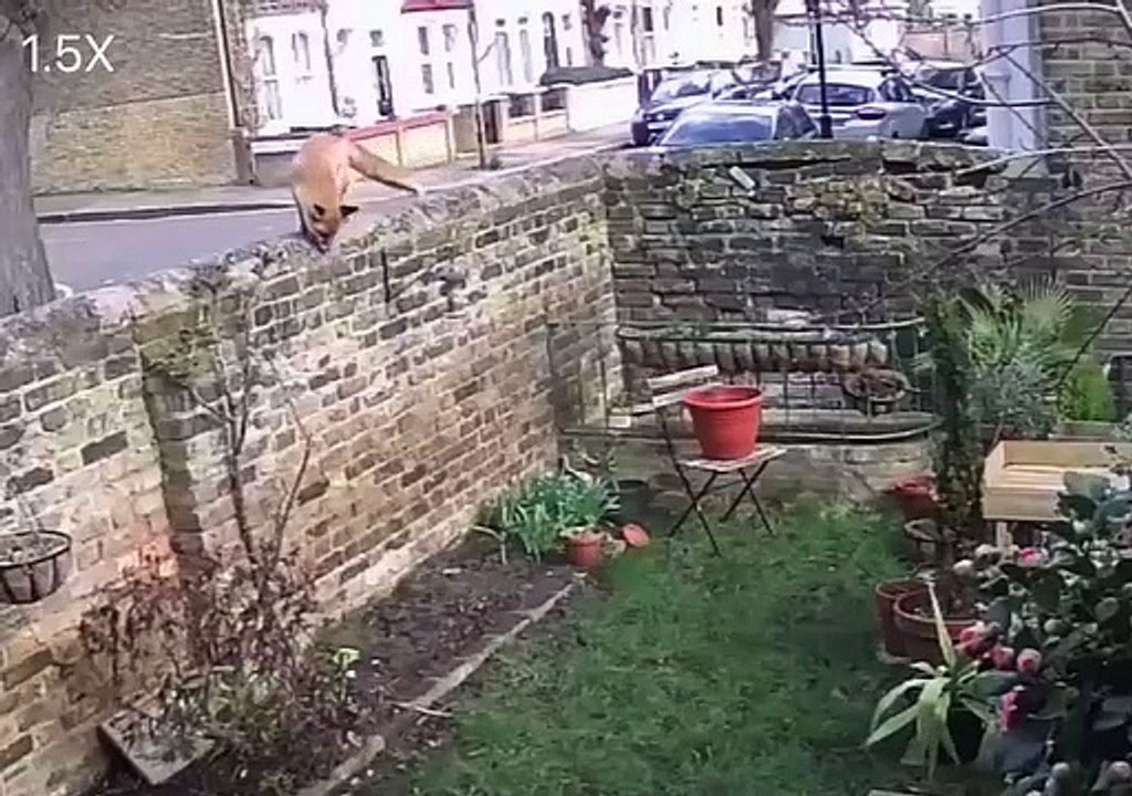 Un chat protège son jardin d'un renard