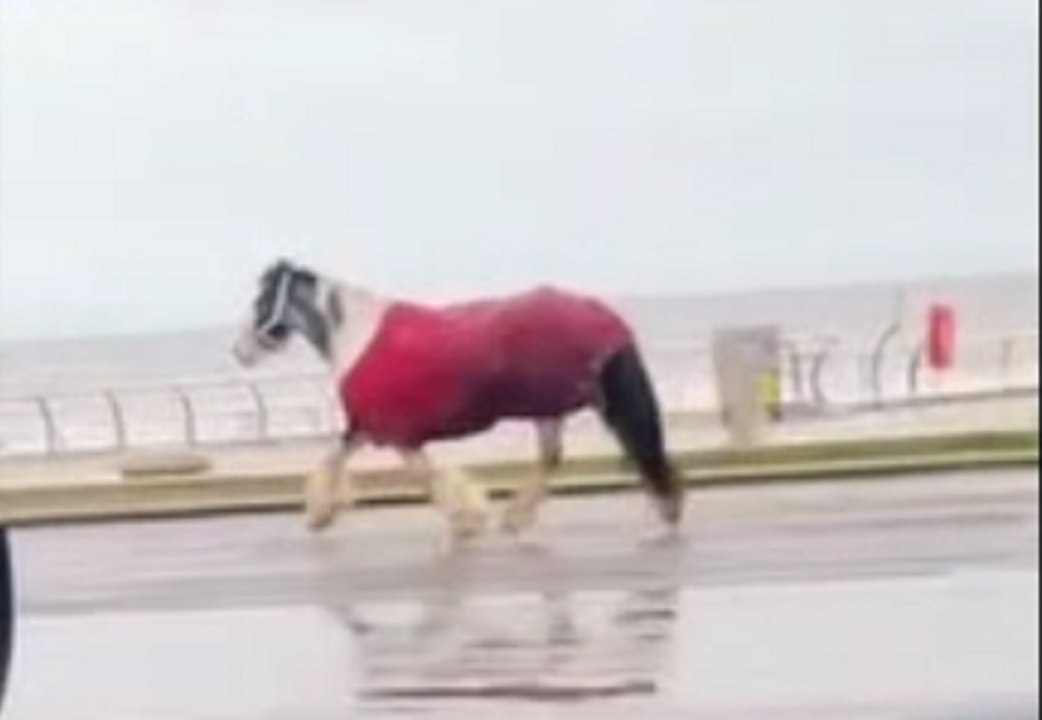 Runaway horse