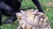 An intimate relationship between the monkey and the turtle