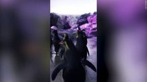 Adorable video shows dozens of excited penguins waddling back to their enclosure after renovation works