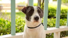 Adorable Dog Videos Compilation 2023
