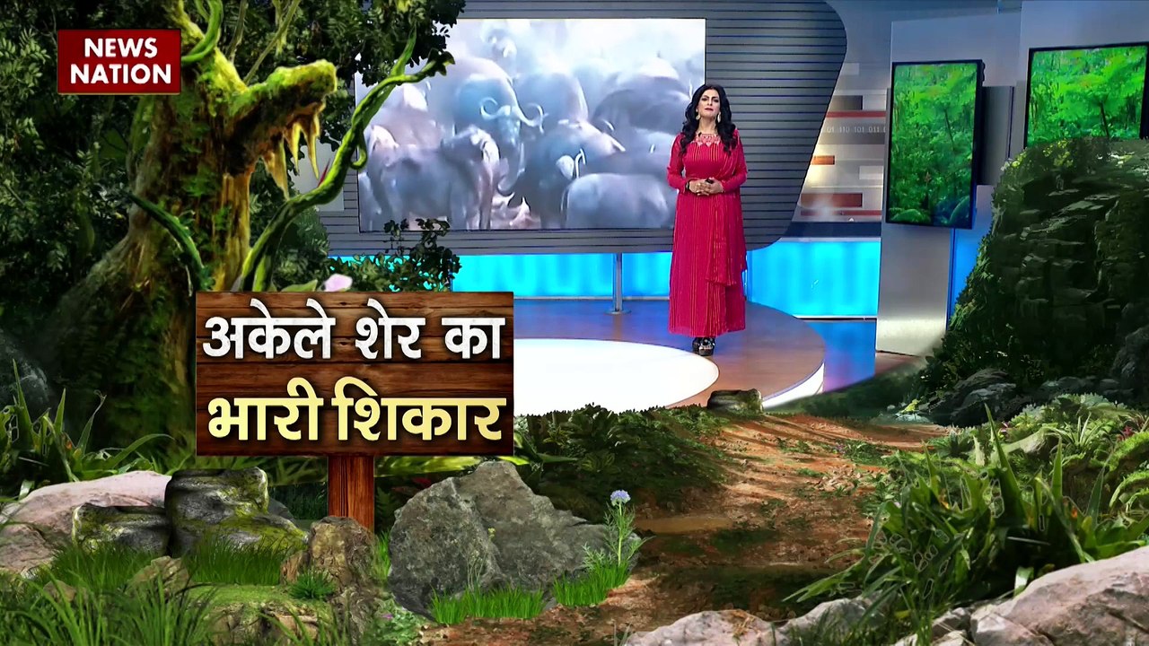 Jungle News : शिकार करने की कोशिश में पक्षी ने दी तेंदुए को मात