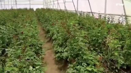 सहारनपुर: यूपी सहित कई राज्यों में इस गुलाब की डिमांड, देखे पूरी खबर