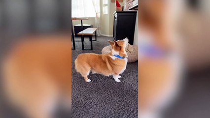Cheeky corgi gets help from cat 'brother' to steal treats from kitchen counter