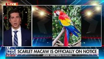 Jesse Watters- We put a hit out on the wrong bird