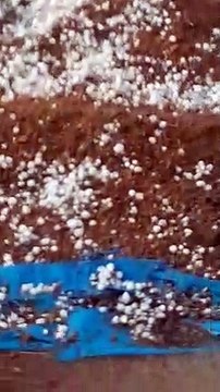 होली की मस्ती के बीच अचानक बदला मौसम : कही तेज बारिश तो कहीं ओले गिरे