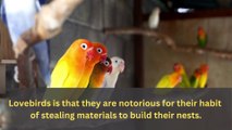 Lovebirds : The Crafty Nest Thieves of the Bird World