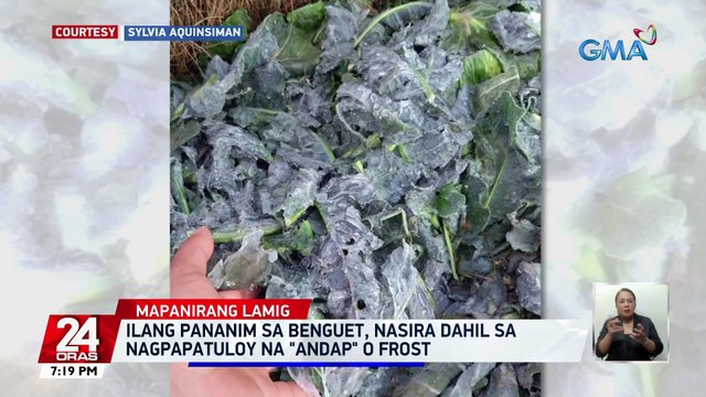 Ilang pananim sa Benguet, nasira dahil sa nagpapatuloy na andap o frost | 24 Oras