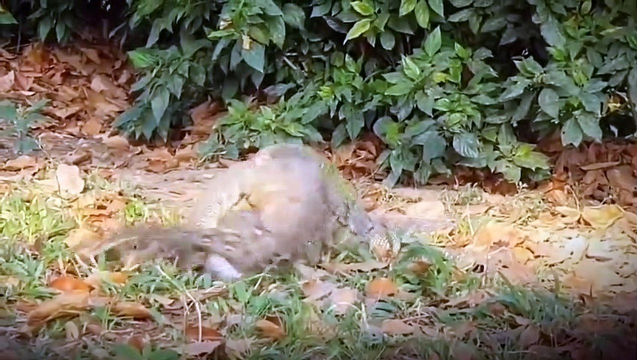 コモド vs ニシキヘビのサバイバル バトル - 野生の犬とクロコダイルの包囲戦でクドゥを捕まえる
