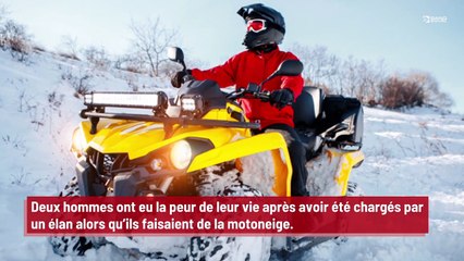Deux hommes attaqués par un élan !
