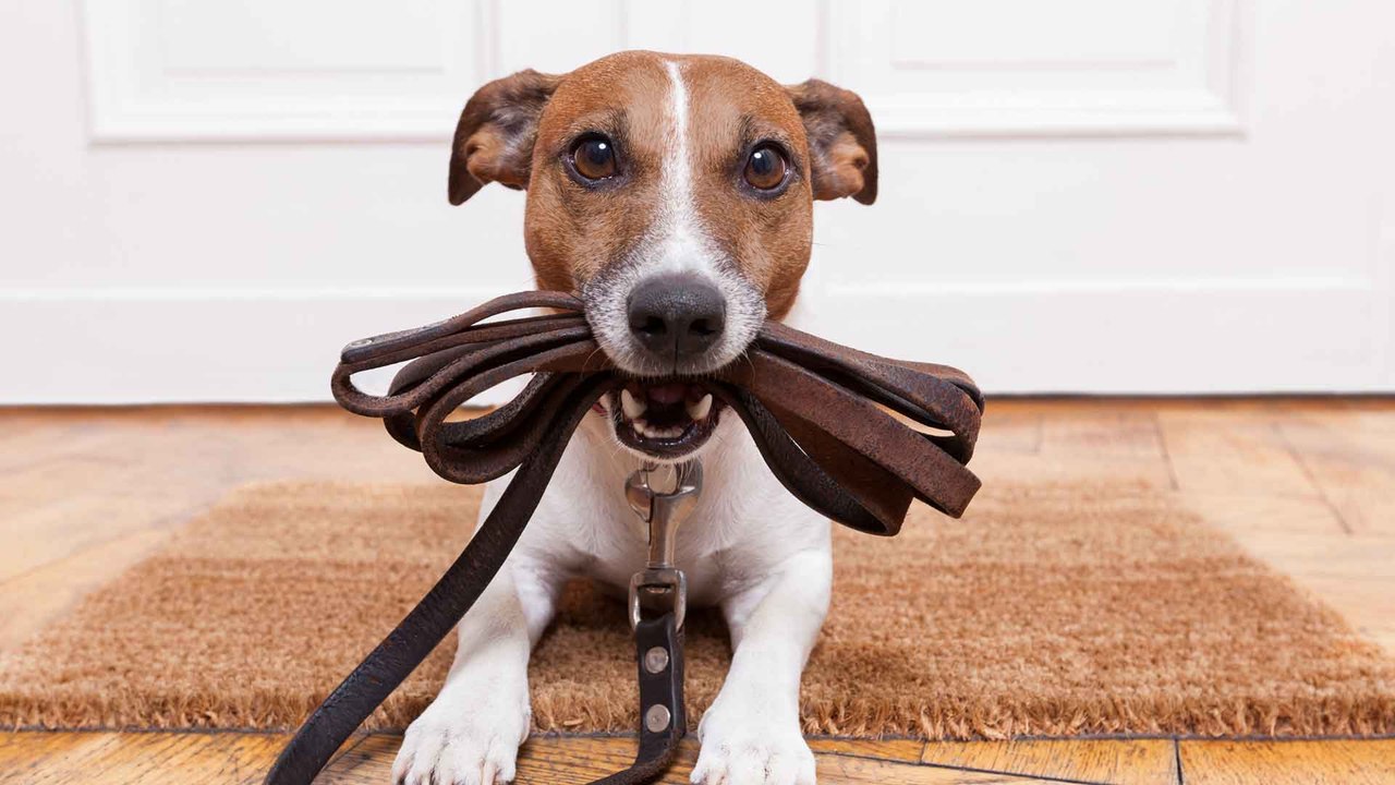 Gassigehen mit dem Hund: So wird er leinenführig