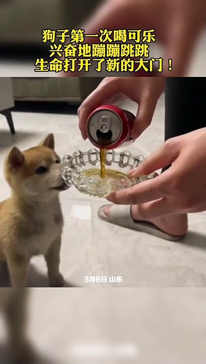 The puppy drank Coke for the first time and jumped up happily.小狗人生第一次喝可樂，開心到蹦蹦跳跳。