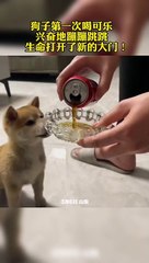 The puppy drank Coke for the first time and jumped up happily.小狗人生第一次喝可樂，開心到蹦蹦跳跳。