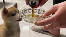 The puppy drank Coke for the first time and jumped up happily.小狗人生第一次喝可樂，開心到蹦蹦跳跳。