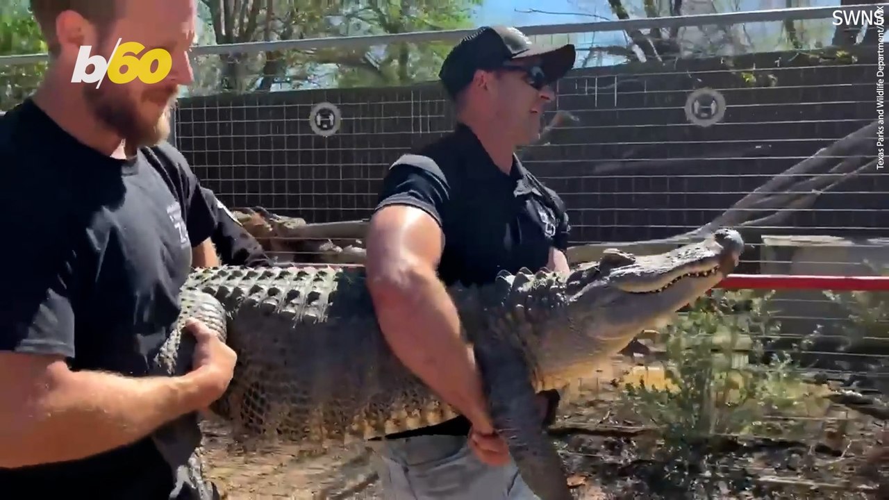 Alligator Reclaimed After 20-Year Theft
