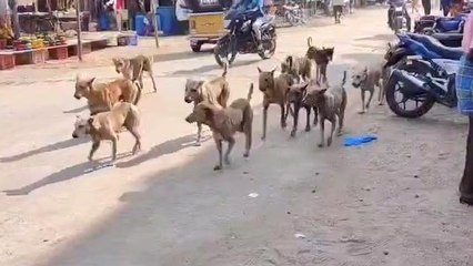 కాగజ్ నగర్: వీధి కుక్కలతో భయం భయం