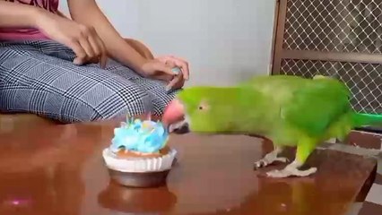 परिवार के सदस्य की तरह रहता है ये स्पेशल तोता, 4 साल से मना रहे जन्मदिन